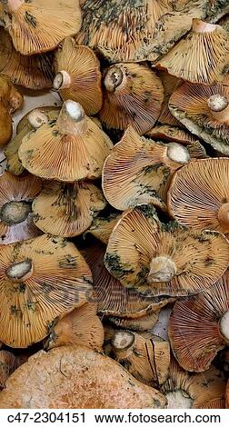 saffron milk cap mushroom (Lactarius deliciosus) View Large Photo Image Stock Image - saffron milk cap mushroom (Lactarius deliciosus). Fotosearch