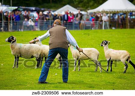 Stock Photograph - Shepherd penning sheep at Rydal Show. Rydal Hall Ambleside The Lake District Cumbria England UK.. Fotosearch