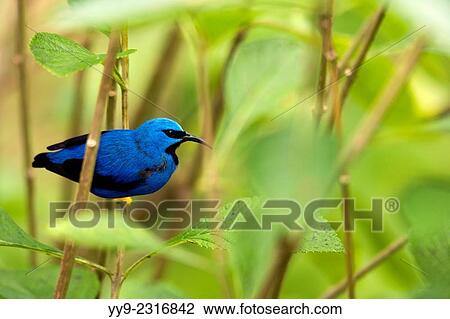 Stock Image - Shining Honeycreeper (Male) - Boca Tapada, San Carlos; Costa Rica.. Fotosearch