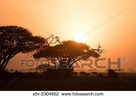 Silhouettes of elephants Loxodonta africana and acacias. Sunset. Amboseli National Park. Kenya. Africa View Large Photo Image Stock Image - Silhouettes of elephants Loxodonta africana and acacias. Sunset. Amboseli National Park. Kenya. Africa. Fotosearch