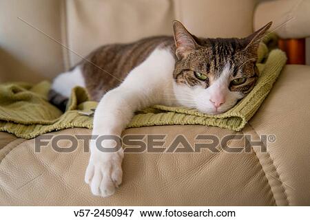 Sleepy cat lying on an armchair. View Large Photo Image Stock Photo - Sleepy cat lying on an armchair.. Fotosearch