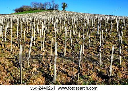 small beaujolais bushes in early spring, vineyards near Chenas village, Chenas is also name of appelation of red wines in Northern Beaujolais, Rh? ne department, Rh? ne-Alpes, France. View Large Photo Image Stock Image - small beaujolais bushes in early spring, vineyards near Chenas village, Chenas is also name of appelation of red wines in Northern Beaujolais, Rh? ne department, Rh? ne-Alpes, France.. Fotosearch