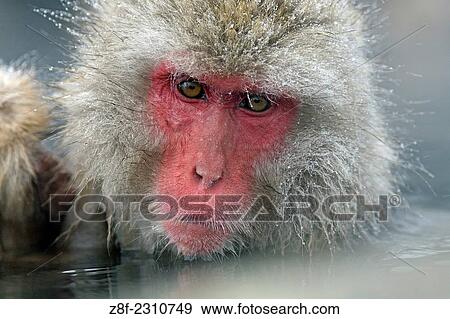 Snow monkey, Jigokudani Yaen-koen National Park, Honshu, Japan. View Large Photo Image Stock Photo - Snow monkey, Jigokudani Yaen-koen National Park, Honshu, Japan.. Fotosearch