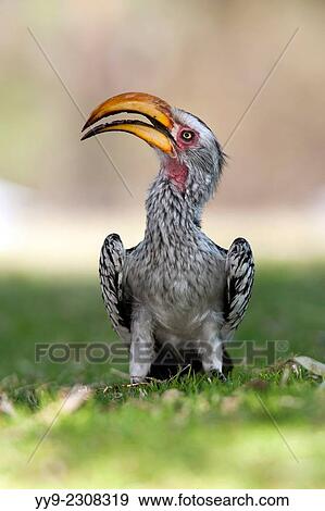 Stock Photo - Southern Yellow-billed Hornbill (Tockus leucomelas) - Mushara Outpost - near Etosha National Park, Namibia, Africa.. Fotosearch