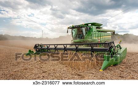 Soybean harvesting in Laytonsville, Maryland, USA. View Large Photo Image Stock Photo - Soybean harvesting in Laytonsville, Maryland, USA.. Fotosearch