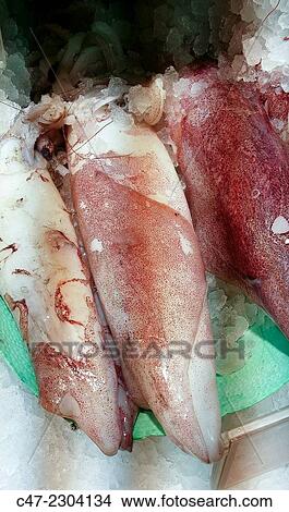 Picture - Squids. Fotosearch