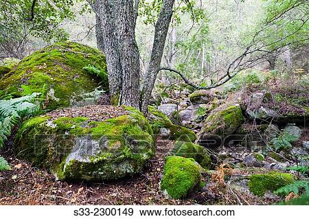 Stream in Iruelas Valley. Sierra de Gredos. Avila. Castilla Leon. Spain. Europe. View Large Photo Image Stock Photo - Stream in Iruelas Valley. Sierra de Gredos. Avila. Castilla Leon. Spain. Europe.. Fotosearch