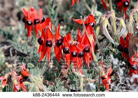 Picture - Sturt´s Desert Pea, the floral emblem of South Australia. Flinders Ranges, South Australia.. Fotosearch