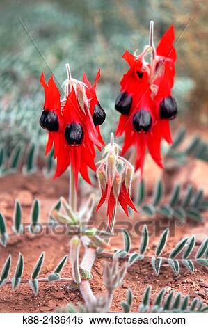 Stock Photography - Sturt´s Desert Pea, the floral emblem of South Australia. Flinders Ranges, South Australia.. Fotosearch