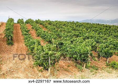 Summer Cariñena Vineyards, Zaragoza province, Aragón, Spain. View Large Photo Image Stock Photo - Summer Cariñena Vineyards, Zaragoza province, Aragón, Spain.. Fotosearch