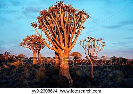 Picture - Sunset at Quiver Tree (Aloe dichotoma) Forest - Keetmanshoop, Namibia, Africa.. Fotosearch