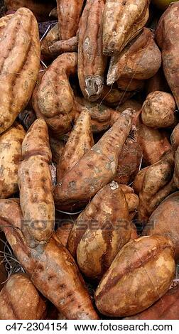 Picture - Sweet potato.. Fotosearch