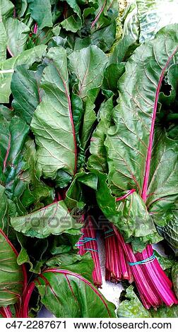Swiss chards. View Large Photo Image Stock Image - Swiss chards.. Fotosearch