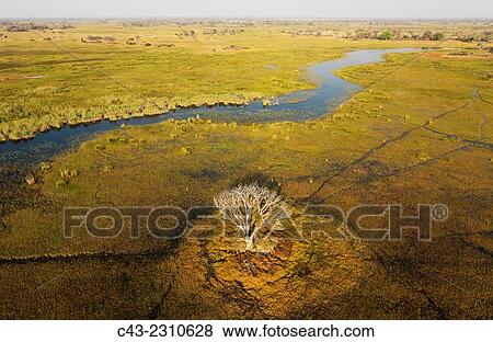 The Gomoti River with its adjoining freshwater marshland, the whitish tree has died back due to the permanently wet environment, aerial view, Okavango Delta, Moremi Game Reserve, Botswana. View Large Photo Image Stock Photo - The Gomoti River with its adjoining freshwater marshland, the whitish tree has died back due to the permanently wet environment, aerial view, Okavango Delta, Moremi Game Reserve, Botswana.. Fotosearch