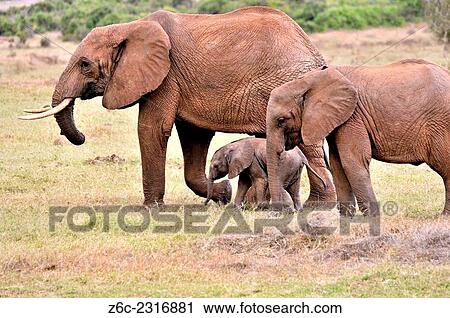 Stock Image - Three elephants, Loxodonta africana, young baby and its parents in Tsavo East National Park, Kenya.. Fotosearch