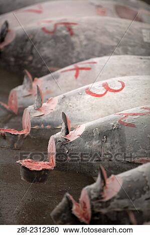 Tokyo Central Wholesale Market, Tsukiji Fish Market, Tokyo, Japan. View Large Photo Image Stock Image - Tokyo Central Wholesale Market, Tsukiji Fish Market, Tokyo, Japan.. Fotosearch