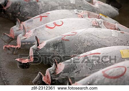 Tokyo Central Wholesale Market, Tsukiji Fish Market, Tokyo, Japan. View Large Photo Image Stock Image - Tokyo Central Wholesale Market, Tsukiji Fish Market, Tokyo, Japan.. Fotosearch