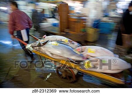 Tokyo Central Wholesale Market, Tsukiji Fish Market, Tokyo, Japan. View Large Photo Image Stock Photo - Tokyo Central Wholesale Market, Tsukiji Fish Market, Tokyo, Japan.. Fotosearch