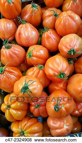 Tomatoes View Large Photo Image Stock Photo - Tomatoes. Fotosearch