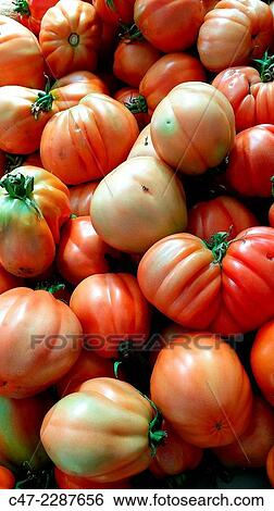 Tomatoes View Large Photo Image Stock Photograph - Tomatoes. Fotosearch