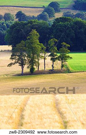 Stock Image - Tracks in a Barley Field. Eden Valley, Cumbria, England, UK.. Fotosearch
