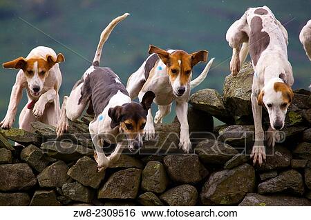 Stock Photograph - Trailhounds jumping a drystone wall. Rydal Show Rydal Hall Ambleside The Lake District Cumbria England UK.. Fotosearch