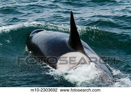 Transient Orca T26A hunting down a Harbor Seal pup whose hiding under our boat near Moresby Island. View Large Photo Image Stock Image - Transient Orca T26A hunting down a Harbor Seal pup whose hiding under our boat near Moresby Island.. Fotosearch