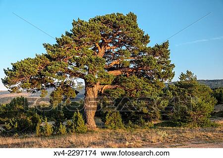 Tree at Valdelinares, Teruel, Aragón, Spain. View Large Photo Image Picture - Tree at Valdelinares, Teruel, Aragón, Spain.. Fotosearch
