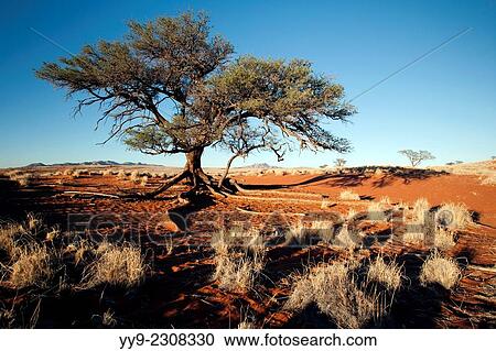Tree in Wolwedans Landscape - NamibRand Nature Reserve - Hardap Region, Namibia, Africa. View Large Photo Image Stock Image - Tree in Wolwedans Landscape - NamibRand Nature Reserve - Hardap Region, Namibia, Africa.. Fotosearch