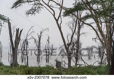 Stock Photo - Trees killed by the rising water level. Lake Nakuru. Kenya. Great Rift Valley. Africa. Fotosearch