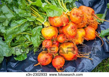 Stock Image - Turnips (Brassica rapa rapa) after harvest.. Fotosearch
