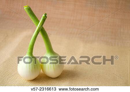 Two onions. Still life. View Large Photo Image Stock Image - Two onions. Still life.. Fotosearch