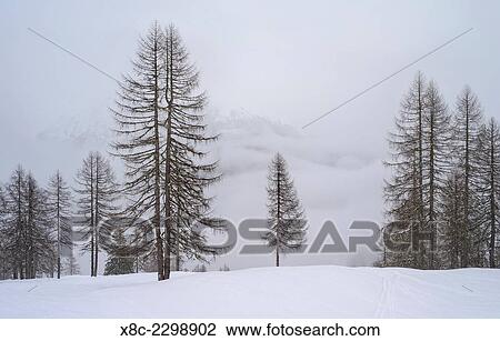 Stock Image - Valley Lesachtal during Winter, larch trees in deep snow and fog. Europe, Central Europe, Austria, January.. Fotosearch