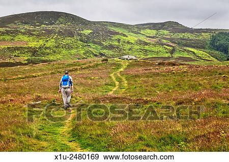 Stock Photo - Walker on a Path to a Cup and Ring Marked Rock on Garleigh Moor below The Beacon in the Simonside Hills near Rothbury Northumberland England.. Fotosearch