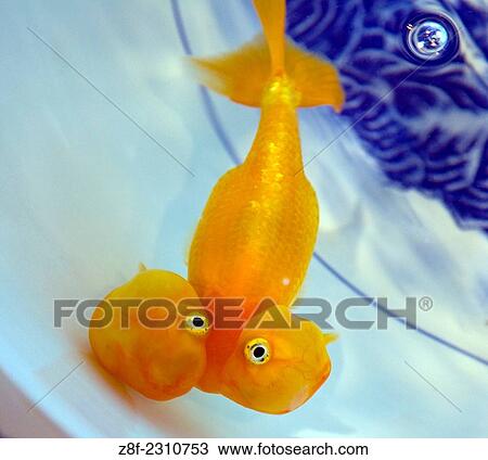 Stock Image - Water-Bubble Eye Goldfish (Carassius auratus auratus).. Fotosearch