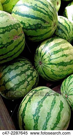 Watermelons View Large Photo Image Stock Photography - Watermelons. Fotosearch