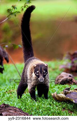 Picture - White-nosed Coati (Removed Stick in Background) - La Laguna del Lagarto Lodge - Boca Tapada, San Carlos, Costa Rica.. Fotosearch