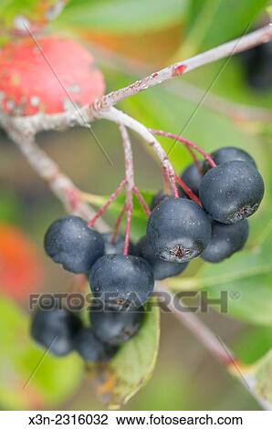 Wild Aronia (Chokeberry) (Melanocarpa). View Large Photo Image Stock Image - Wild Aronia (Chokeberry) (Melanocarpa).. Fotosearch