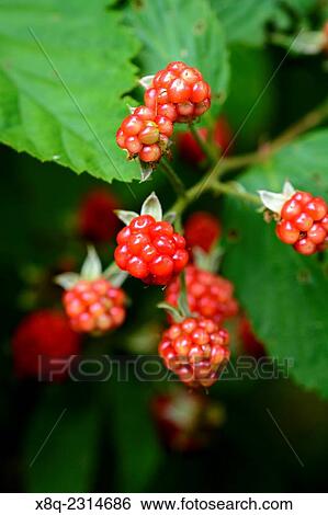Wild edible raspberries. View Large Photo Image Stock Photograph - Wild edible raspberries.. Fotosearch