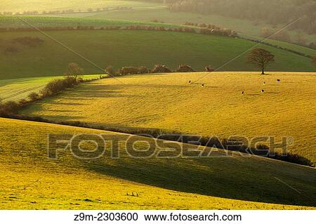 Winter morning in the South Downs National Park near Brighton, East Sussex, England. View Large Photo Image Stock Image - Winter morning in the South Downs National Park near Brighton, East Sussex, England.. Fotosearch