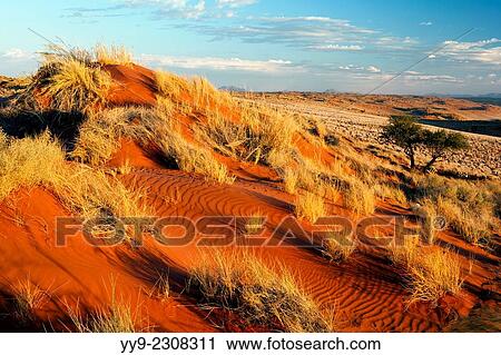 Stock Image - Wolwedans Landscape - NamibRand Nature Reserve - Hardap Region, Namibia, Africa.. Fotosearch
