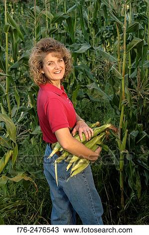 Woman picking organic corn from field at the Old Oak Farm in rural Massachusetts, MR# 6110.. View Large Photo Image Stock Image - Woman picking organic corn from field at the Old Oak Farm in rural Massachusetts, MR# 6110... Fotosearch