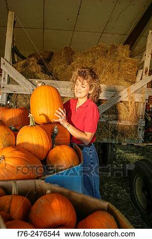Woman putting organically grown pumpkins into bins in the barn at the Old Oak Farm in rural Massachusetts, MR# 6110.. View Large Photo Image Picture - Woman putting organically grown pumpkins into bins in the barn at the Old Oak Farm in rural Massachusetts, MR# 6110... Fotosearch