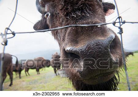 Wood Bison (Bison bison athabascae) (Wood Buffalo) in Alaska. View Large Photo Image Stock Photography - Wood Bison (Bison bison athabascae) (Wood Buffalo) in Alaska.. Fotosearch