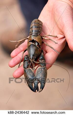 Yabbie (cray fish) living in water holes in the outback, killed by Cormorants as water dries out. Flinders Ranges, South Australia. View Large Photo Image Stock Image - Yabbie (cray fish) living in water holes in the outback, killed by Cormorants as water dries out. Flinders Ranges, South Australia.. Fotosearch