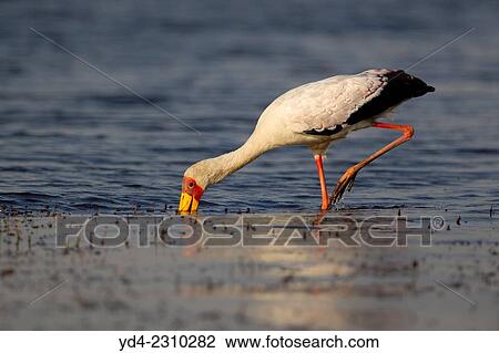 Yellow Billed Stork, (mycteria ibis), in the river, Chobe National Park, Botswana. View Large Photo Image Stock Image - Yellow Billed Stork, (mycteria ibis), in the river, Chobe National Park, Botswana.. Fotosearch