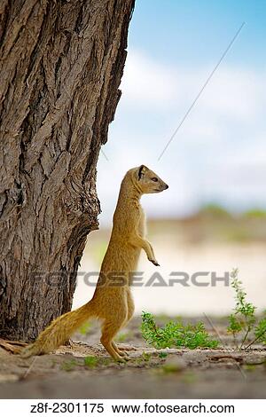 Yellow Mongoose (Cynictis penicillata). Kgalagadi, South Africa. View Large Photo Image Stock Photography - Yellow Mongoose (Cynictis penicillata). Kgalagadi, South Africa.. Fotosearch
