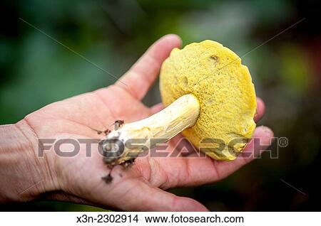 Yellow mushroom being held. View Large Photo Image Picture - Yellow mushroom being held.. Fotosearch