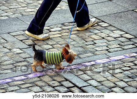 Stock Photograph - Yorkshire terrier in warm sweater walking on the leash, paved street of Cadiz, actually temperature was 23 celsius degrees, Spain. Fotosearch