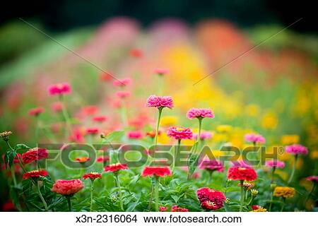 Zinnas growing at a flower farm in Fallston, Maryland, USA. View Large Photo Image Picture - Zinnas growing at a flower farm in Fallston, Maryland, USA.. Fotosearch